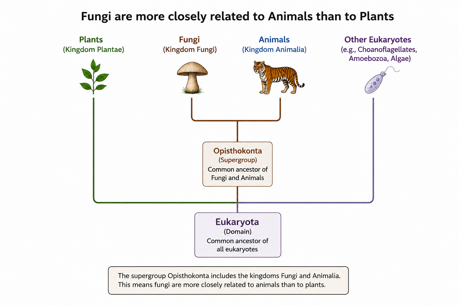 Classification