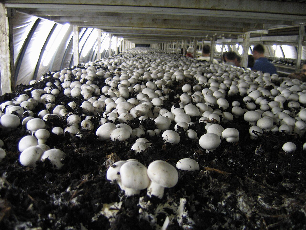 Mushroom Cultivation