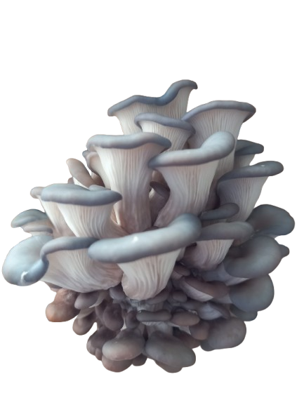 Oyester