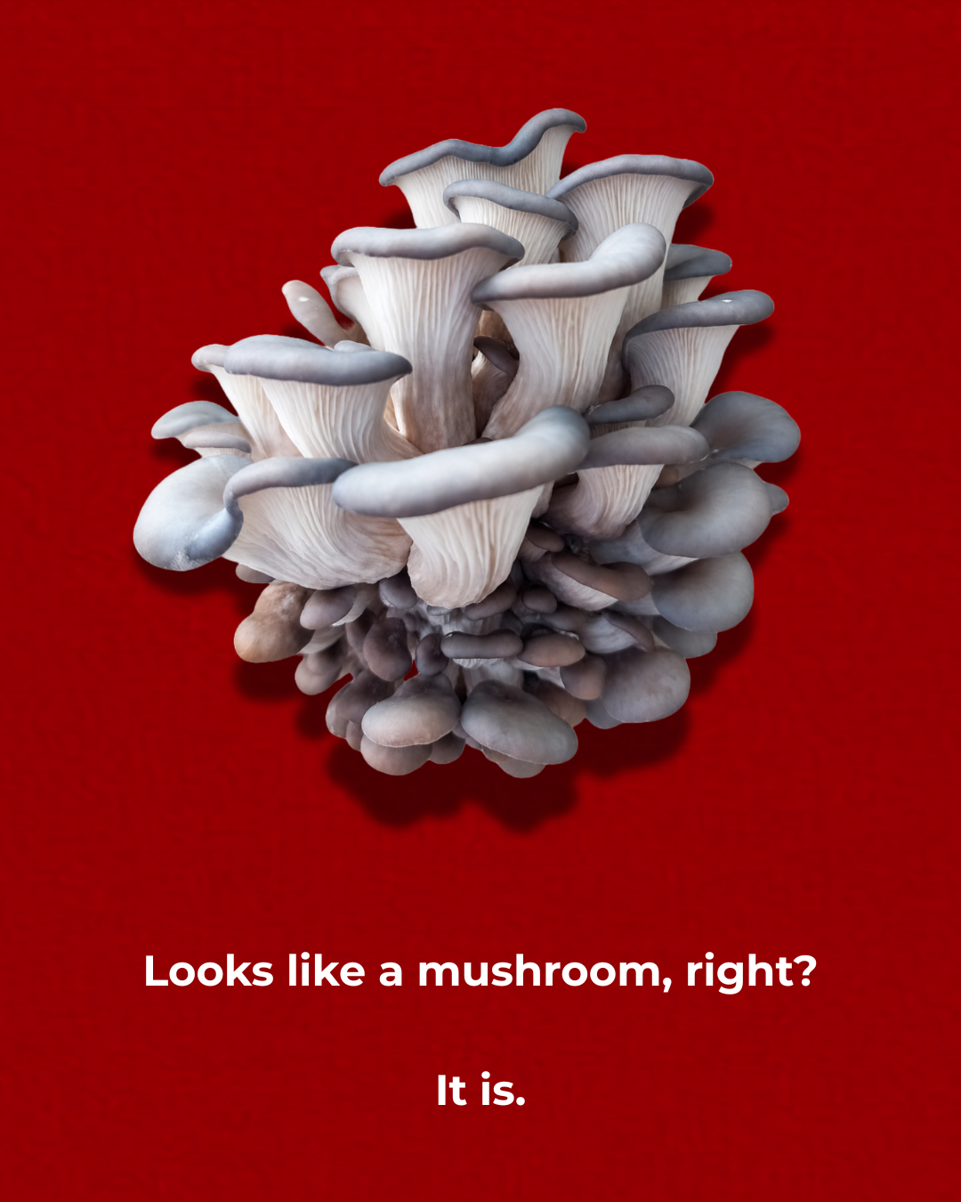 Mushroom powder in a bowl or jar