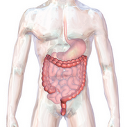 Mushrooms, fibre, and gut microbiota