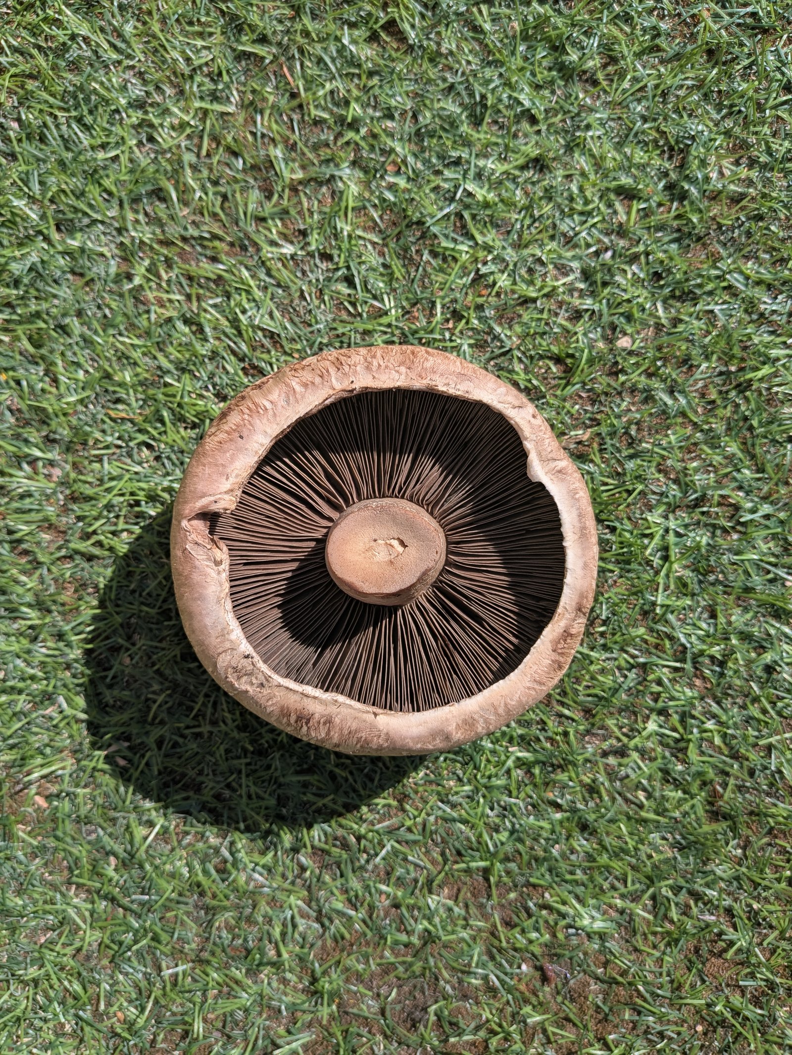 Mushrooms growing in clean conditions