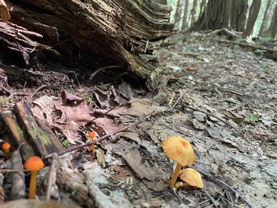 Mushrooms growing in clean conditions
