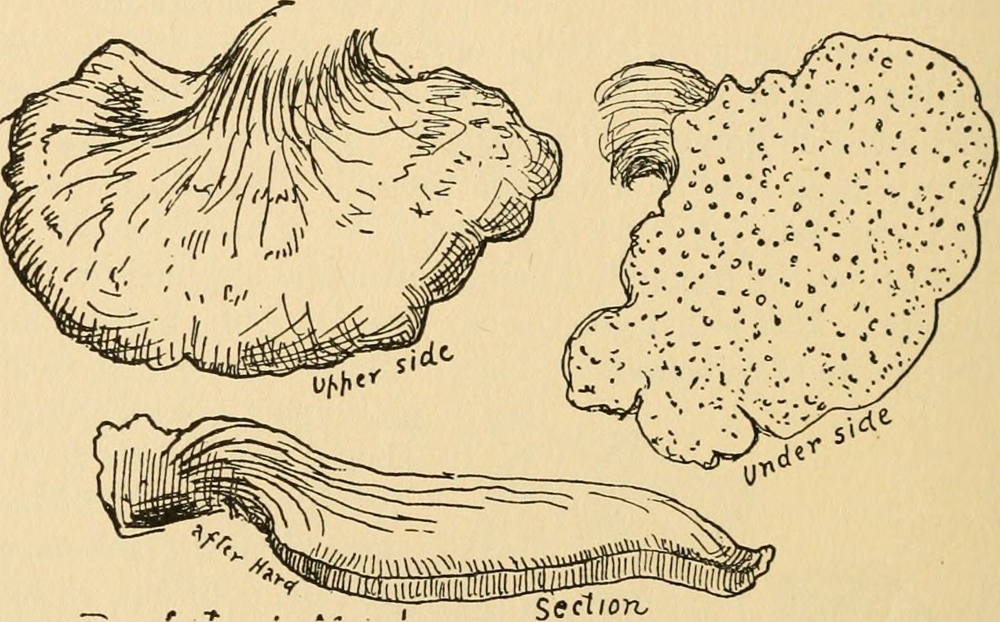 Mushrooms and folklore in an atmospheric woodland