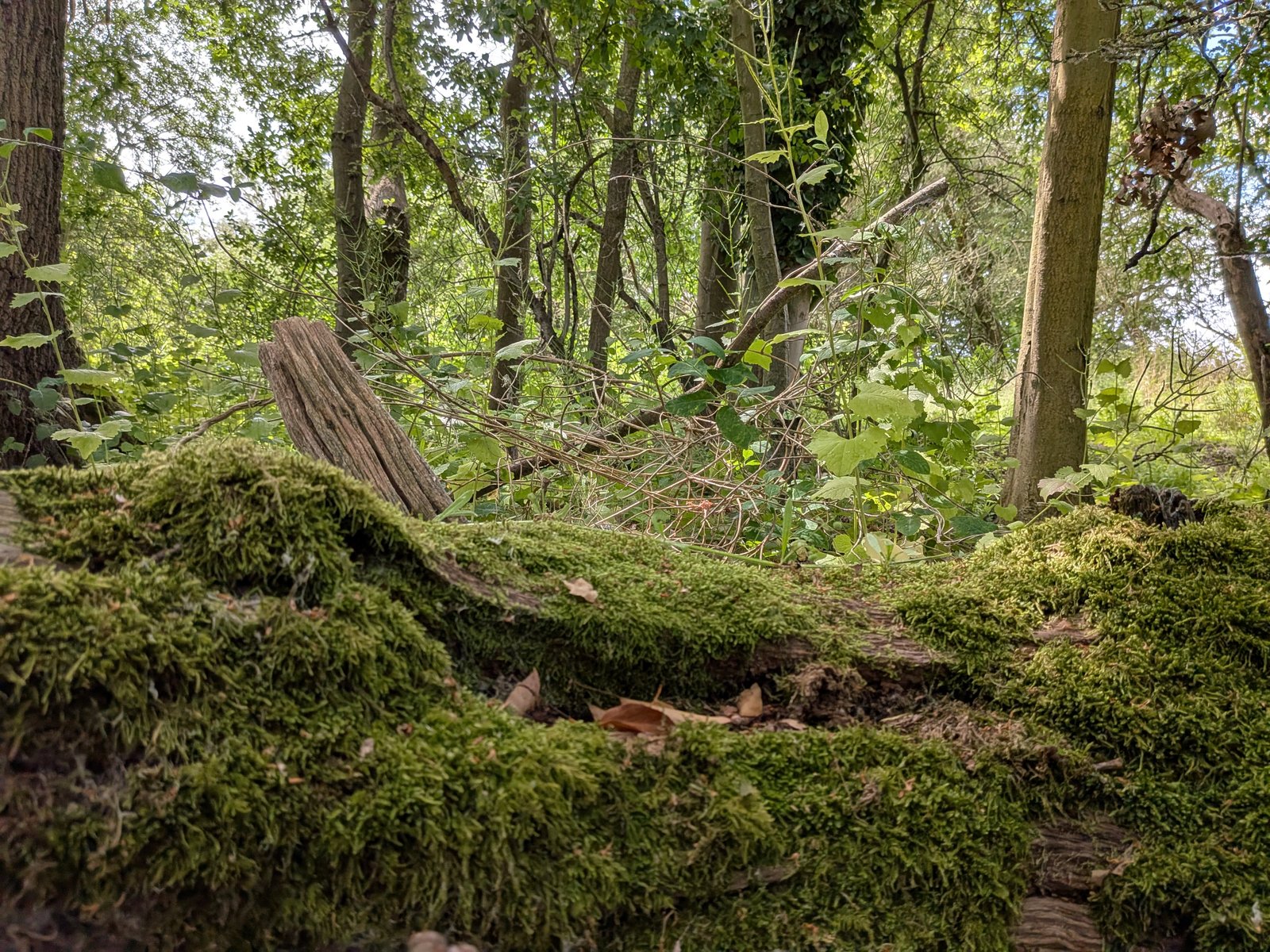 Mushrooms and forest floor showing hidden underground fungal networks