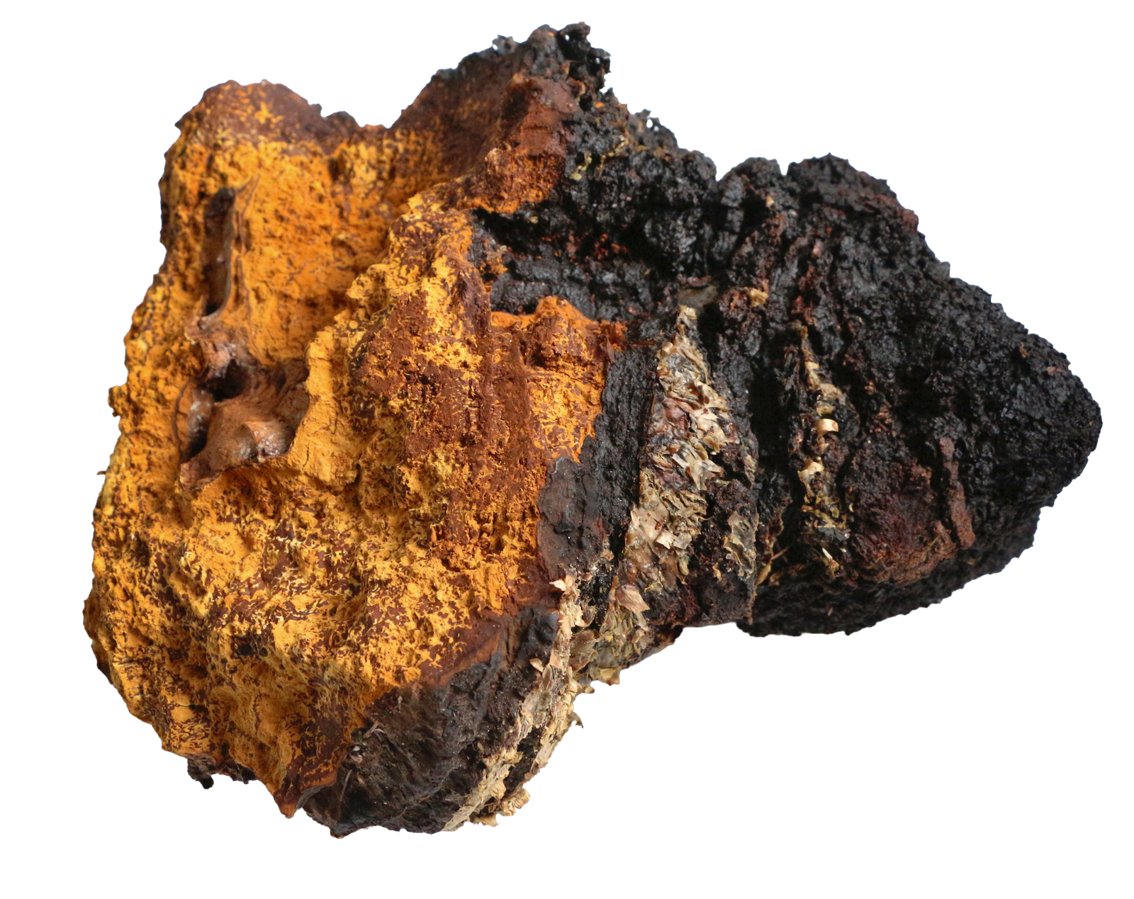 Chaga mushroom
