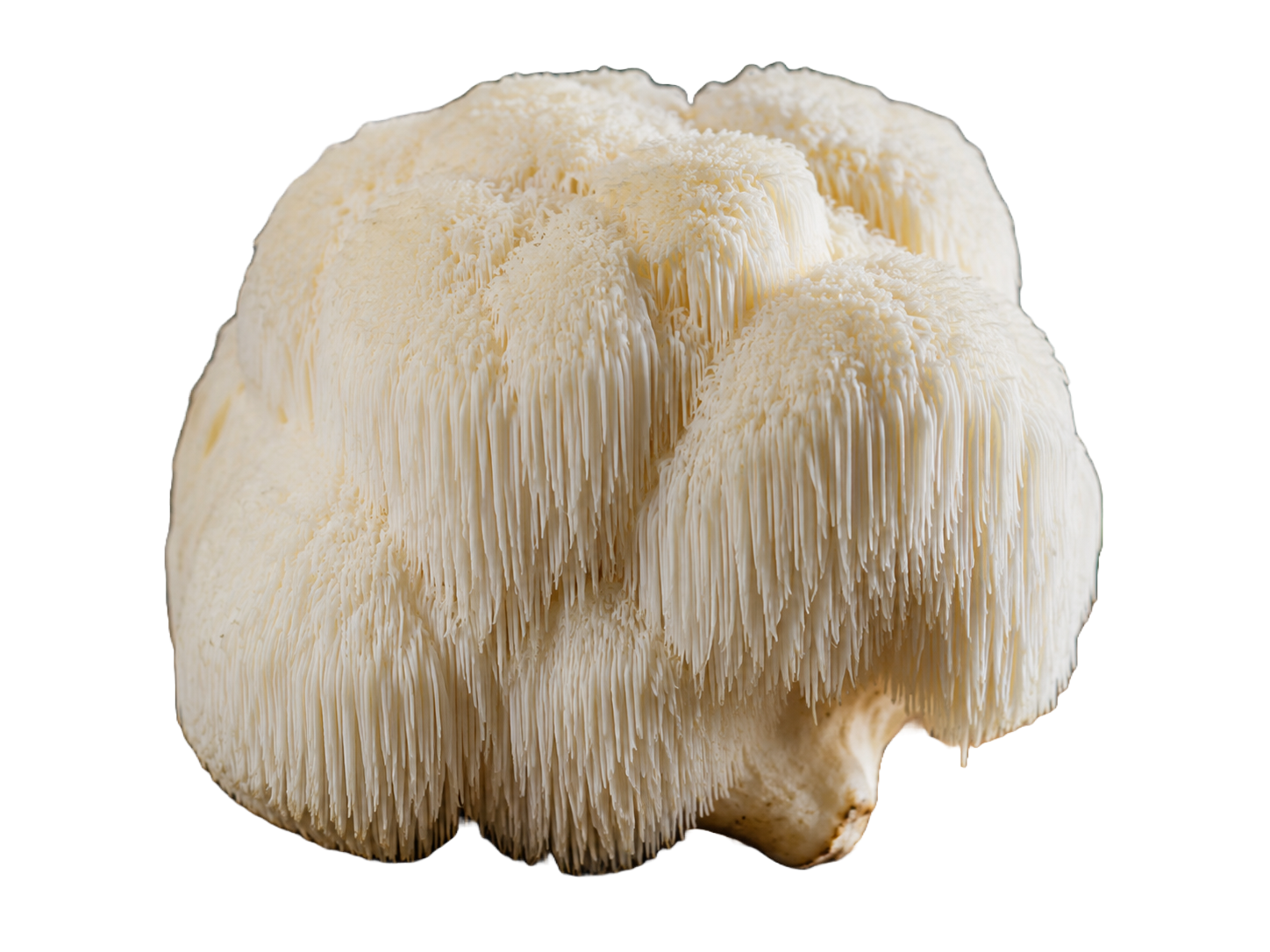 Lion’s Mane mushroom