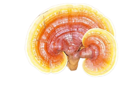 Reishi mushroom