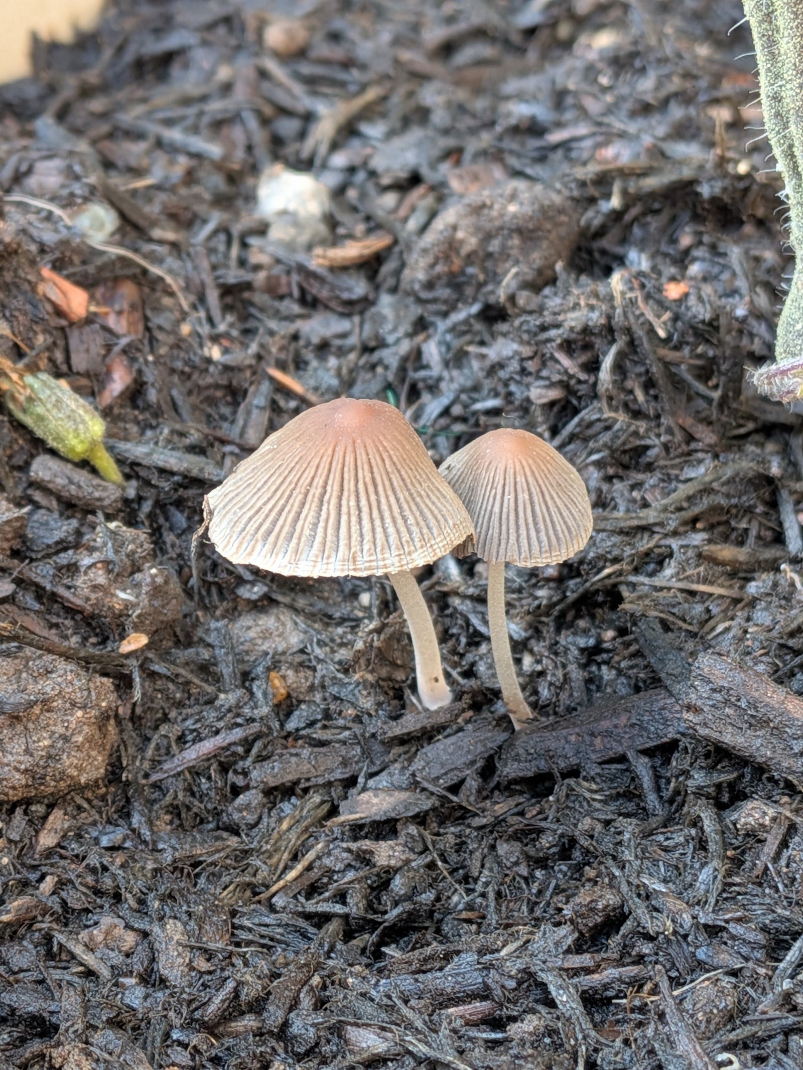 Mushrooms showing natural bioactive chemistry